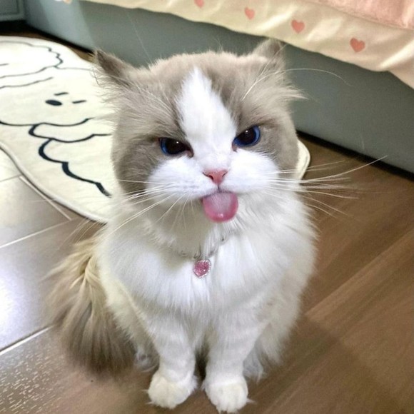 masuphauii24